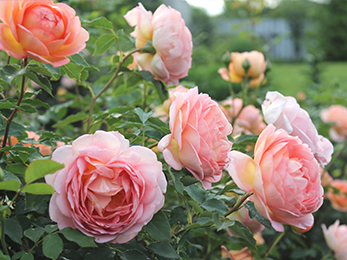 Caring for Roses