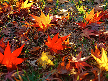 Fall Lawn Care