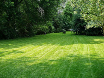 Lawn Care Featured Image