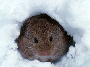 Featured Image Vole