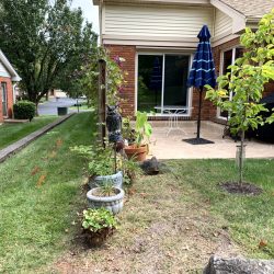 Landscaping - Backyard Before 5