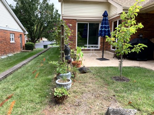 Landscaping - Backyard Before 5