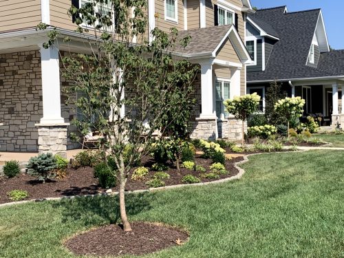 Landscaping - Front Yard 6