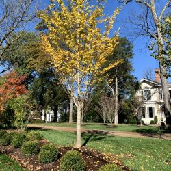 Landscaping - Tree & Bushes 2