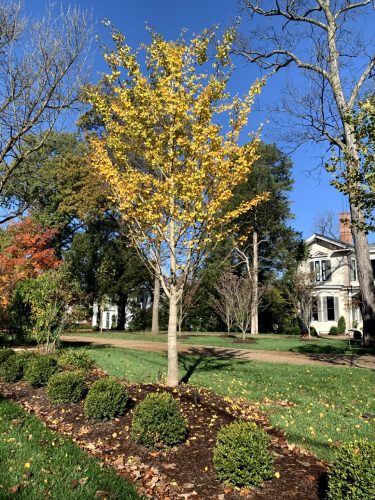 Landscaping - Tree & Bushes 2