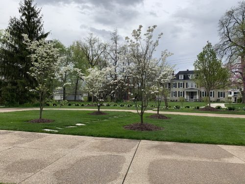 Landscaping - Trees 1