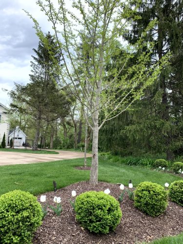 Landscaping - Trees & Bushes 2