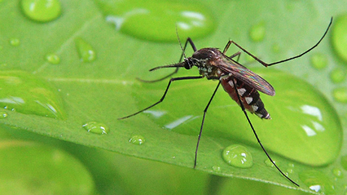 Mosquito Control Service