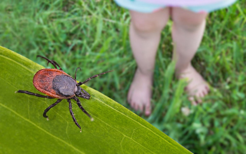 Pest Control Ballwin MO