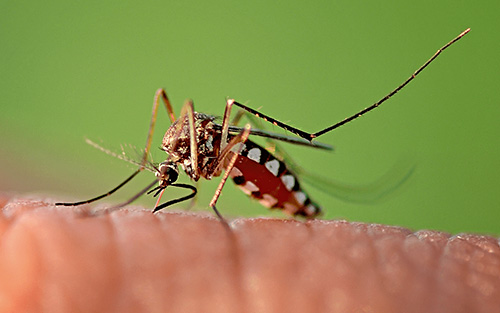 Pest Control Chesterfield MO