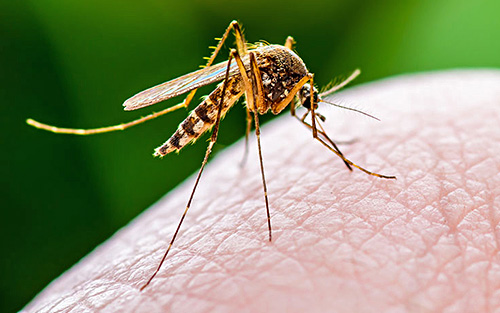 Pest Control Cottleville MO