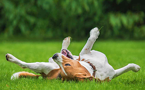 Pest Control Kirkwood MO