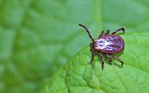 Pest Control St Peters MO