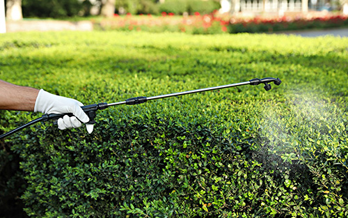 Pest Control Wildwood MO